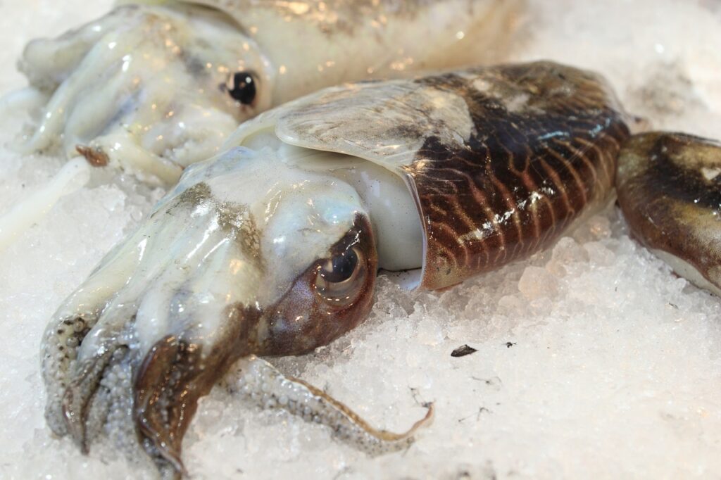 seppia in un mercato seppia-mollusco-mercato