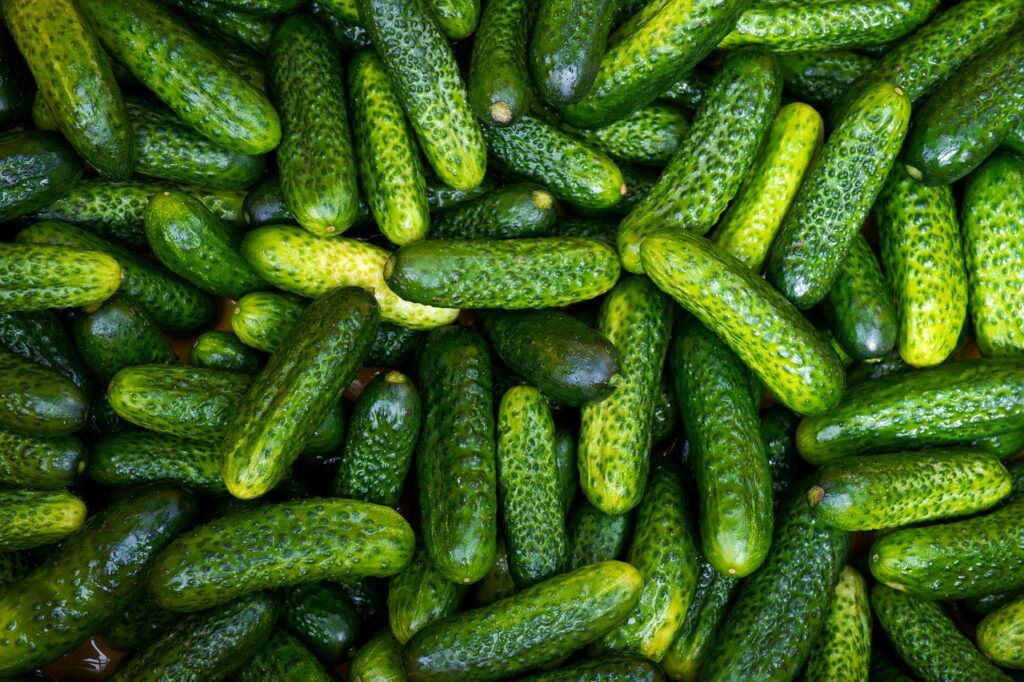 cetriolino sottaceto 