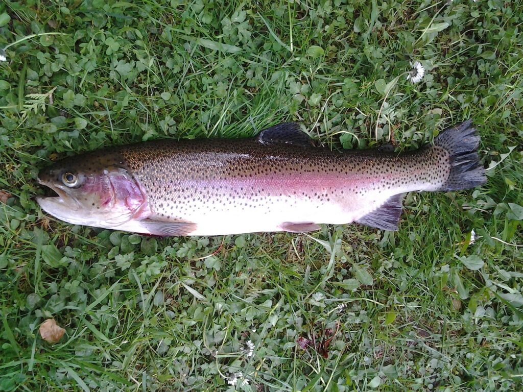 trota-salmonata-pesce