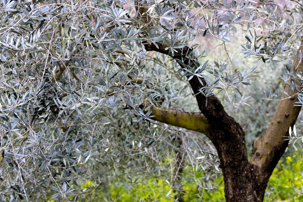 legno ulivo