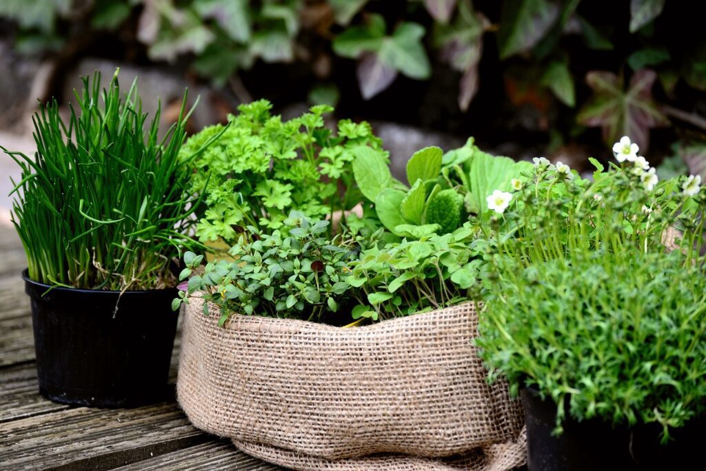 erbe aromatiche 