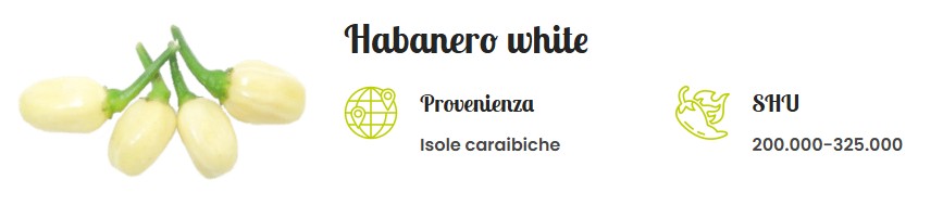 habanero White