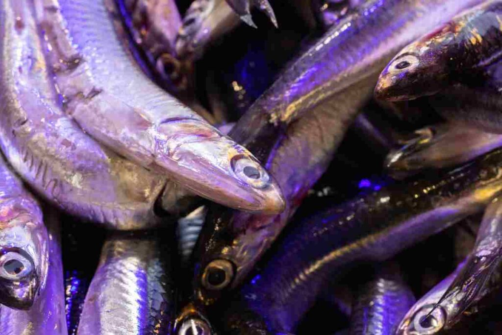acciughe pesce