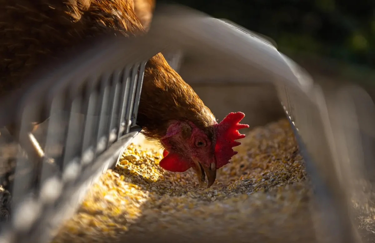 Colore carne pollo giallo pollo rosa alimentazione