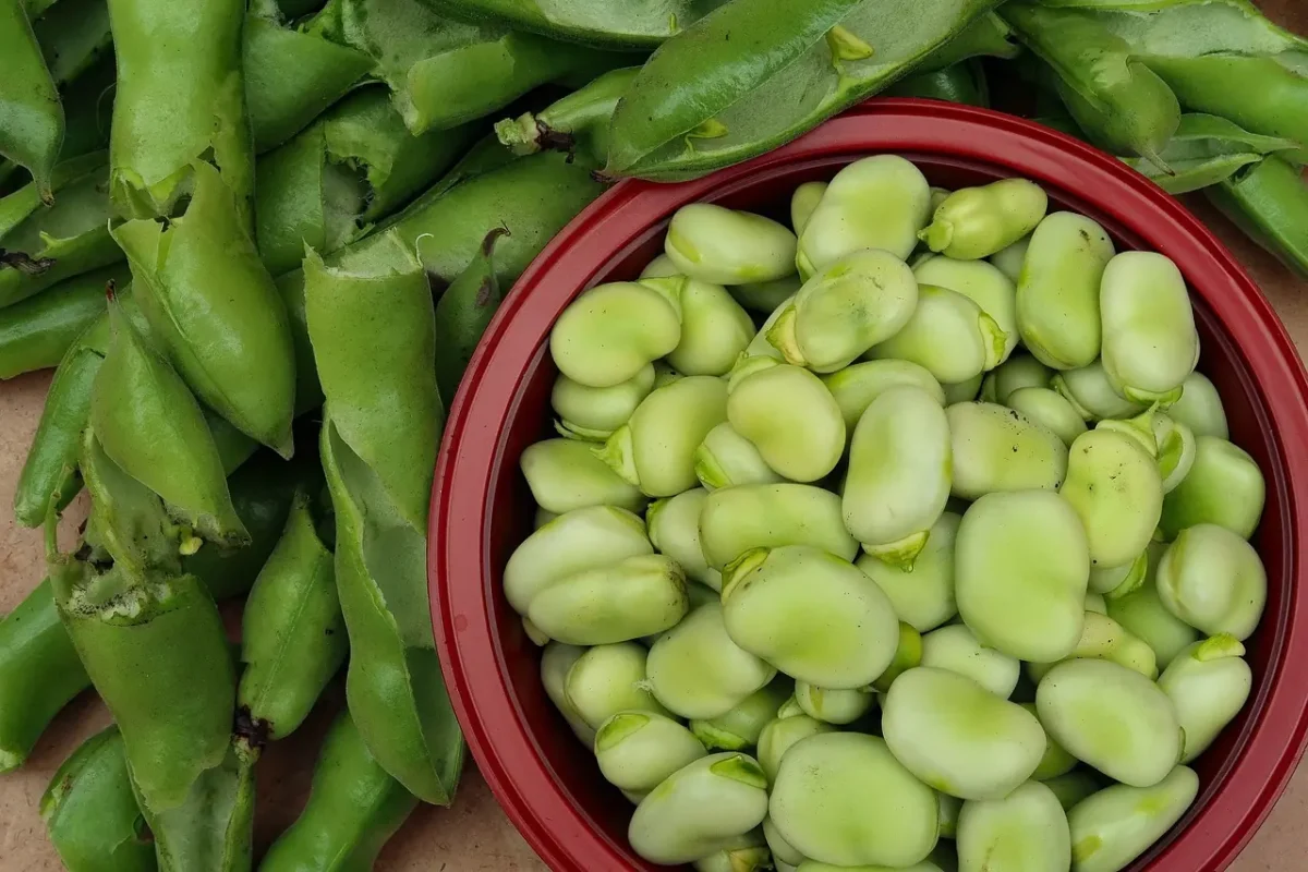 fave alla griglia ingredienti fresco